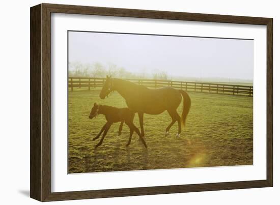 Horse and Foal Running in Pasture, Side View-Henry Horenstein-Framed Photographic Print