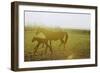 Horse and Foal Running in Pasture, Side View-Henry Horenstein-Framed Photographic Print