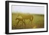 Horse and Foal Running in Pasture, Side View-Henry Horenstein-Framed Photographic Print