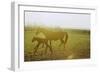 Horse and Foal Running in Pasture, Side View-Henry Horenstein-Framed Photographic Print