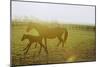 Horse and Foal Running in Pasture, Side View-Henry Horenstein-Mounted Photographic Print
