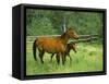 Horse and Foal-David Carriere-Framed Stretched Canvas