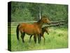 Horse and Foal-David Carriere-Stretched Canvas