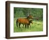 Horse and Foal-David Carriere-Framed Photographic Print
