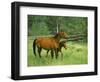 Horse and Foal-David Carriere-Framed Photographic Print