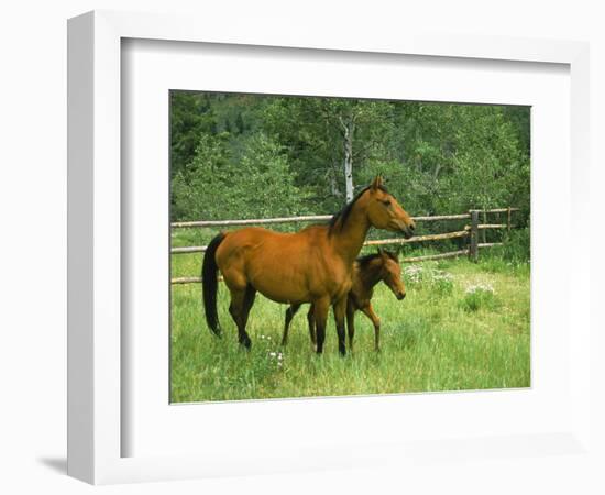 Horse and Foal-David Carriere-Framed Photographic Print