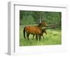 Horse and Foal-David Carriere-Framed Photographic Print