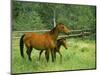 Horse and Foal-David Carriere-Mounted Photographic Print
