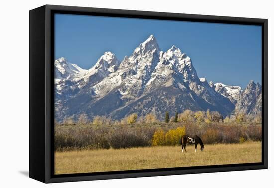 Horse and Grand Tetons, Moose Head Ranch, Grand Teton National Park, Wyoming, USA-Michel Hersen-Framed Stretched Canvas