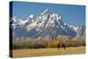 Horse and Grand Tetons, Moose Head Ranch, Grand Teton National Park, Wyoming, USA-Michel Hersen-Stretched Canvas