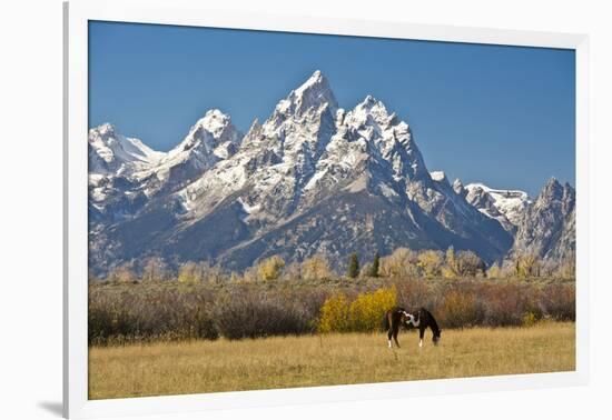 Horse and Grand Tetons, Moose Head Ranch, Grand Teton National Park, Wyoming, USA-Michel Hersen-Framed Photographic Print