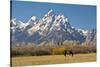 Horse and Grand Tetons, Moose Head Ranch, Grand Teton National Park, Wyoming, USA-Michel Hersen-Stretched Canvas