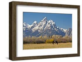 Horse and Grand Tetons, Moose Head Ranch, Grand Teton National Park, Wyoming, USA-Michel Hersen-Framed Photographic Print