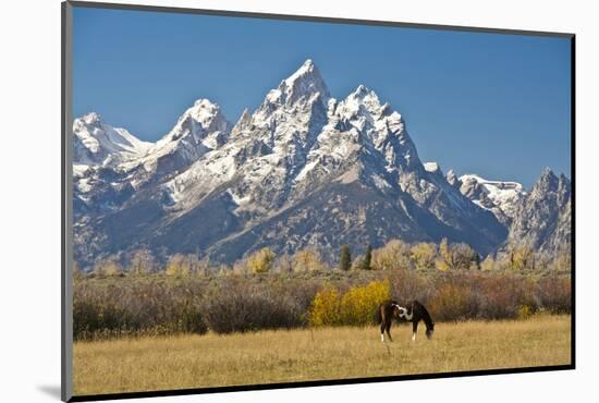 Horse and Grand Tetons, Moose Head Ranch, Grand Teton National Park, Wyoming, USA-Michel Hersen-Mounted Photographic Print