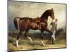 Horse and Groom in a Landscape-James Lynwood Palmer-Mounted Giclee Print