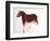 Horse and Hind, Palaeolithic Cave Painting from Altamira, Southern Spain, C16,000-C9000 Bc-null-Framed Giclee Print