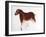 Horse and Hind, Palaeolithic Cave Painting from Altamira, Southern Spain, C16,000-C9000 Bc-null-Framed Giclee Print