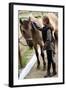 Horse and Lovely Equestrian Girl, Care for a Horse-Gorilla-Framed Photographic Print