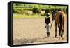 Horse and Lovely Equestrian Girl-Gorilla-Framed Stretched Canvas