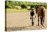 Horse and Lovely Equestrian Girl-Gorilla-Stretched Canvas