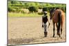 Horse and Lovely Equestrian Girl-Gorilla-Mounted Photographic Print