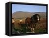 Horse and Plough, County Sligo, Connacht, Eire (Republic of Ireland)-Christina Gascoigne-Framed Stretched Canvas