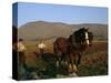 Horse and Plough, County Sligo, Connacht, Eire (Republic of Ireland)-Christina Gascoigne-Stretched Canvas