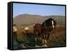 Horse and Plough, County Sligo, Connacht, Eire (Republic of Ireland)-Christina Gascoigne-Framed Stretched Canvas