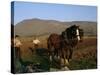 Horse and Plough, County Sligo, Connacht, Eire (Republic of Ireland)-Christina Gascoigne-Stretched Canvas