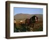 Horse and Plough, County Sligo, Connacht, Eire (Republic of Ireland)-Christina Gascoigne-Framed Photographic Print