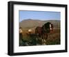 Horse and Plough, County Sligo, Connacht, Eire (Republic of Ireland)-Christina Gascoigne-Framed Photographic Print