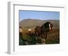 Horse and Plough, County Sligo, Connacht, Eire (Republic of Ireland)-Christina Gascoigne-Framed Photographic Print