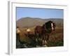 Horse and Plough, County Sligo, Connacht, Eire (Republic of Ireland)-Christina Gascoigne-Framed Photographic Print