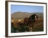 Horse and Plough, County Sligo, Connacht, Eire (Republic of Ireland)-Christina Gascoigne-Framed Photographic Print