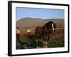 Horse and Plough, County Sligo, Connacht, Eire (Republic of Ireland)-Christina Gascoigne-Framed Photographic Print