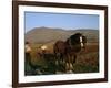 Horse and Plough, County Sligo, Connacht, Eire (Republic of Ireland)-Christina Gascoigne-Framed Photographic Print