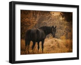 Horse and the Haystack-Jai Johnson-Framed Giclee Print