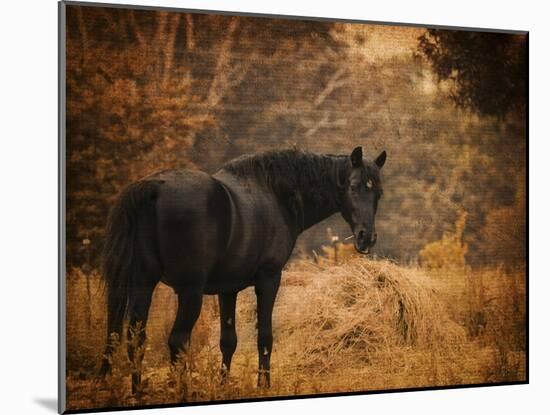 Horse and the Haystack-Jai Johnson-Mounted Giclee Print