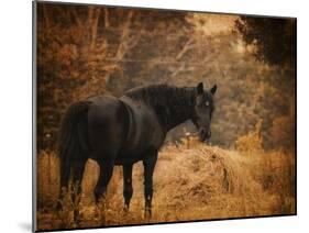 Horse and the Haystack-Jai Johnson-Mounted Giclee Print