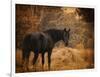 Horse and the Haystack-Jai Johnson-Framed Giclee Print