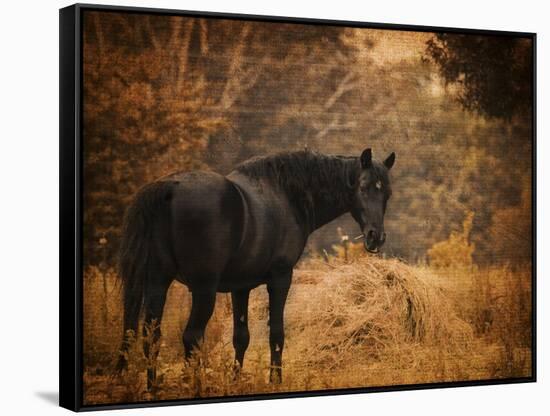 Horse and the Haystack-Jai Johnson-Framed Stretched Canvas