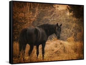 Horse and the Haystack-Jai Johnson-Framed Stretched Canvas