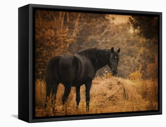 Horse and the Haystack-Jai Johnson-Framed Stretched Canvas