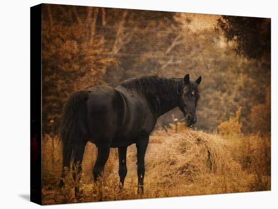 Horse and the Haystack-Jai Johnson-Stretched Canvas