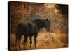 Horse and the Haystack-Jai Johnson-Stretched Canvas