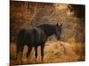 Horse and the Haystack-Jai Johnson-Mounted Premium Giclee Print