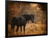 Horse and the Haystack-Jai Johnson-Framed Premium Giclee Print