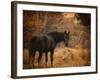 Horse and the Haystack-Jai Johnson-Framed Giclee Print