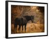 Horse and the Haystack-Jai Johnson-Framed Giclee Print