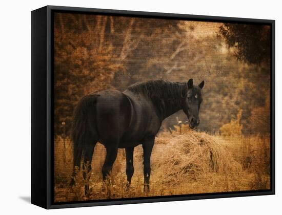 Horse and the Haystack-Jai Johnson-Framed Stretched Canvas